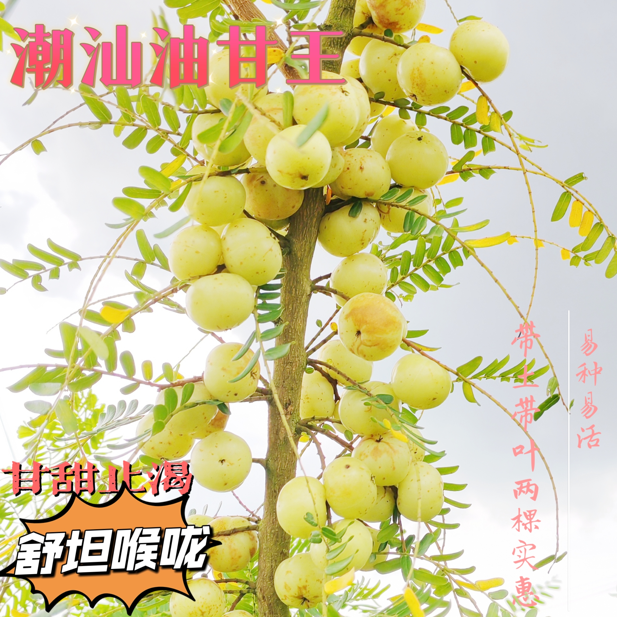 潮汕嫁接油甘余甘子牛甘果苗树苗