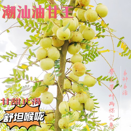 潮汕嫁接油甘余甘子牛甘果苗树苗