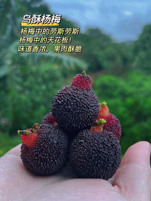 嫁接乌酥东魁硬丝杨梅果树苗