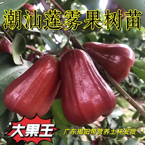 黑糖芭比莲雾树苗黑金刚大叶红苗