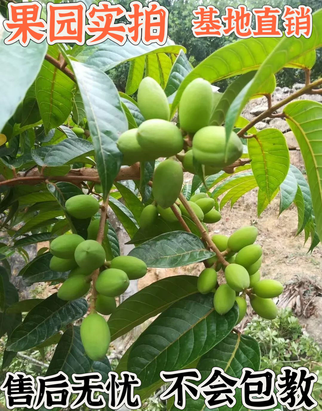 正宗嫁接甘甜脆皮青橄榄果树苗