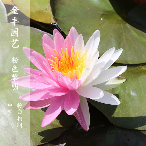 中型睡莲黎明粉白种籽四季鲜花