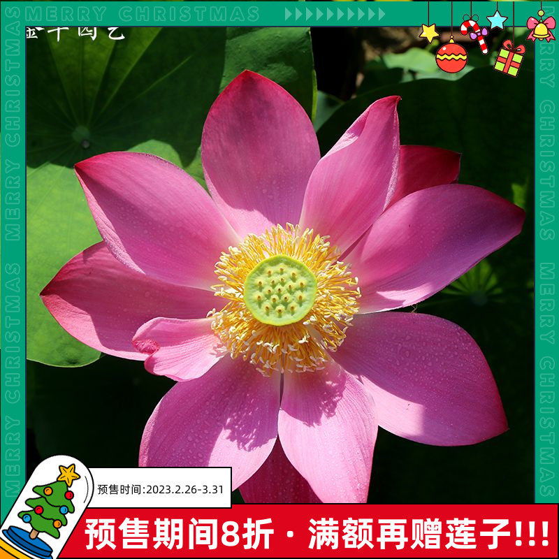 【西湖红莲】金丰园艺®粉红色大型荷花碗莲藕带根苗花卉包对版