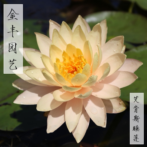 园艺全年睡莲水培开花机器