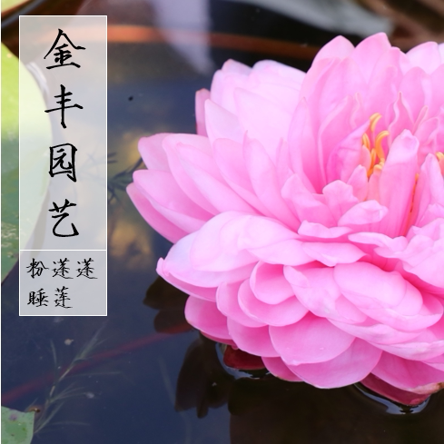 粉色睡莲重瓣品种带花苞园艺盆栽