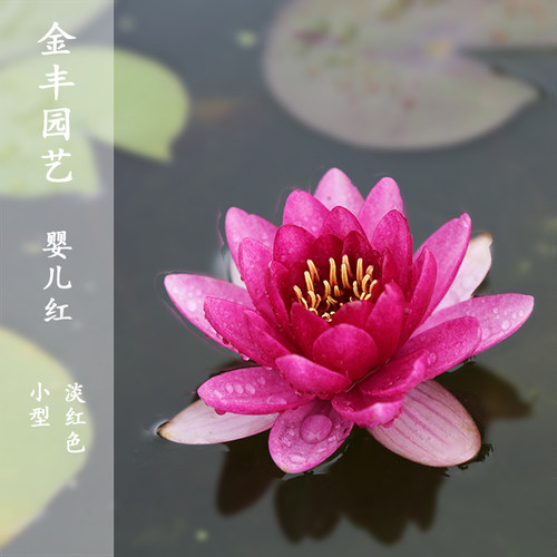 盆栽睡莲种植价格 盆栽睡莲种植图片 星期三