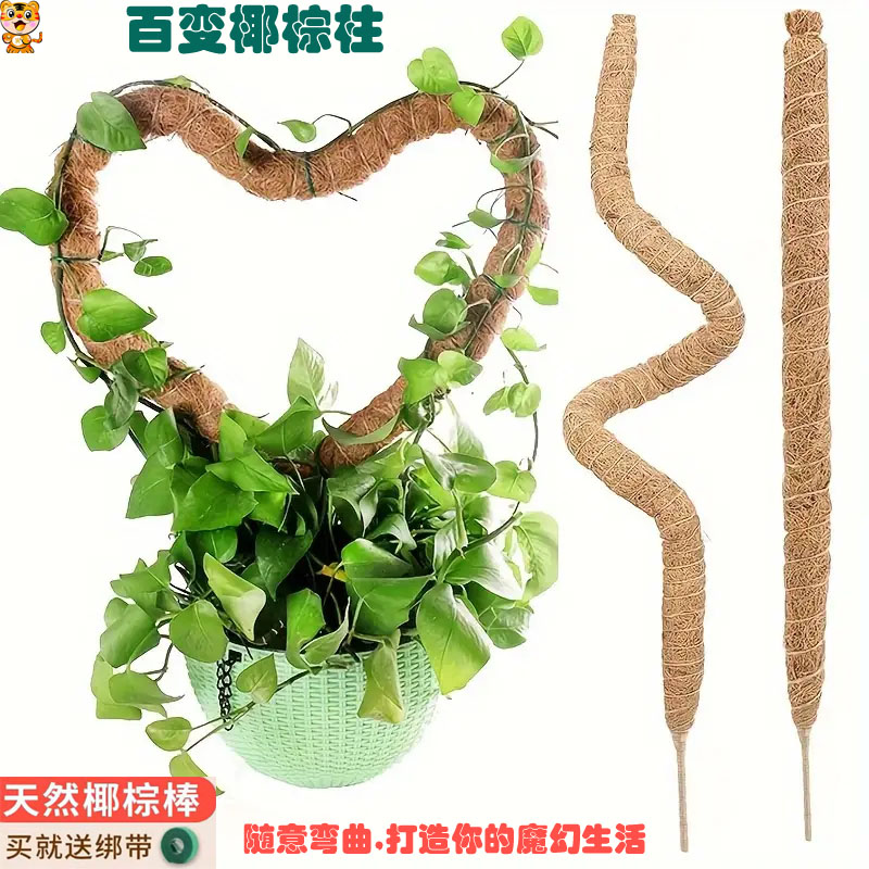 绿萝可弯曲造型攀爬类植物攀爬