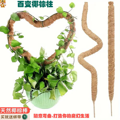 绿萝可弯曲造型攀爬类植物攀爬