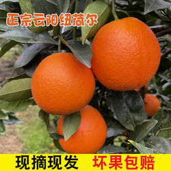正宗云阳红橙纽荷尔脐橙现摘现发重庆橙子甜蜜广柑子新鲜农家水果