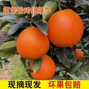 正宗云阳红橙纽荷尔脐橙现摘现发重庆橙子甜蜜广柑子新鲜农家水果