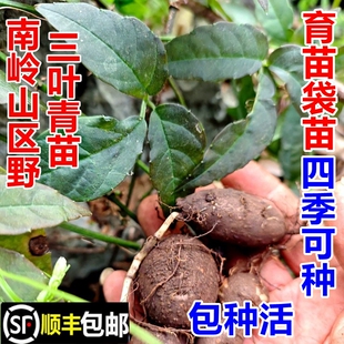 顺丰包邮南岭野三叶青苗金线吊葫芦苗破石珠石老鼠种苗中药材幼苗