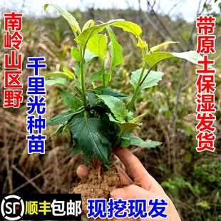 顺丰包邮南岭野千里光苗九里明黄花母九龙光现挖新鲜中药材幼苗