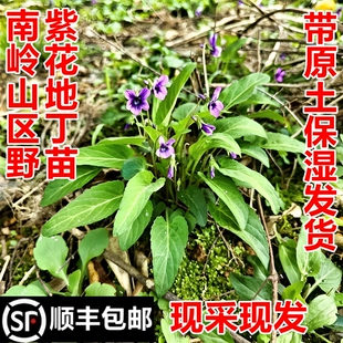顺丰包邮南岭野紫花地丁苗野堇菜苗兔耳草小苗新鲜野菜中药材幼苗
