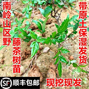 顺丰包邮南岭野藤茶树苗莓茶树苗显齿蛇葡萄苗现挖现发中药材幼苗
