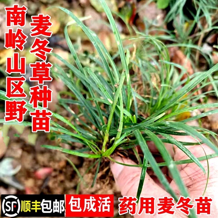 野麦冬草种苗门冬小苗顺丰包邮图片