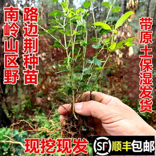 顺丰包邮南岭野路边荆苗六月雪苗白马骨路边姜现挖现发中药材幼苗