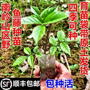 顺丰包邮南岭野中南鱼藤苗毒鱼藤种苗江南鱼藤现挖新鲜中药材幼苗