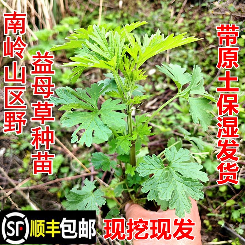 顺丰包邮南岭野益母草苗益母艾红花艾苗坤草现挖新鲜中药材幼苗