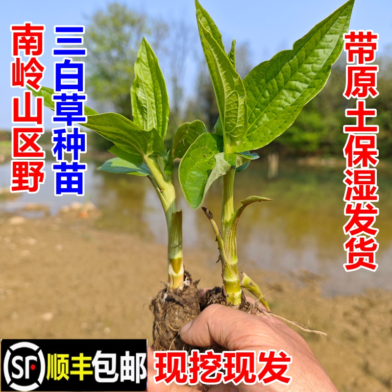 野三白草苗三百草天性草顺丰包邮