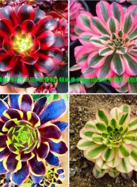 法师锦铜壶锦美杜莎红覆轮嘉年华翡翠冰水墨画单头多头多肉植物