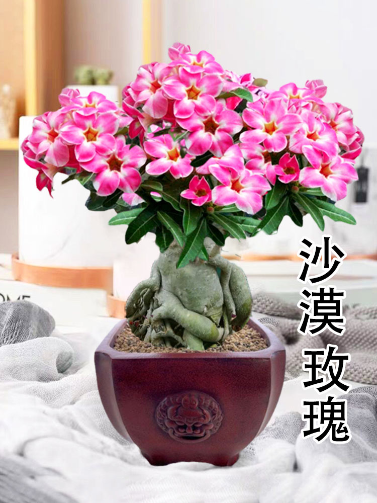 重瓣沙漠玫瑰阳台玫瑰花苗