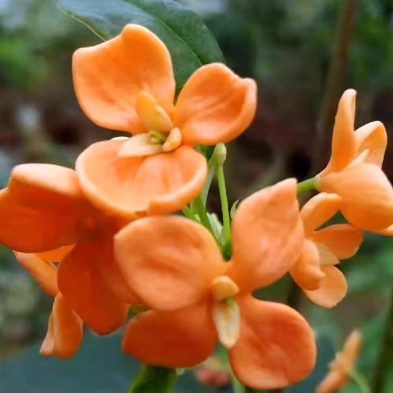 流苏嫁接红花天香台阁桂花树苗盆栽地载四季型浓香型桂花四季桂花