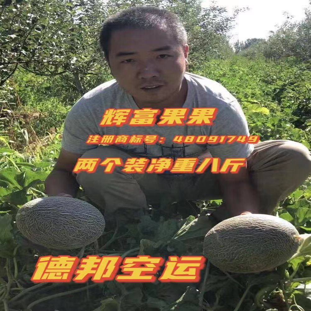 2024新疆西州蜜25号哈密瓜时令新鲜脆甜鲜水果味道甜现摘现发老少