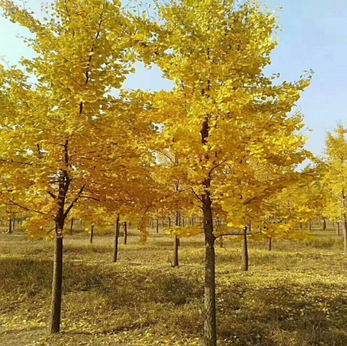 k拆迁苗树种植i落叶树果小大银杏春季南北方白苗庭院地活风景不含