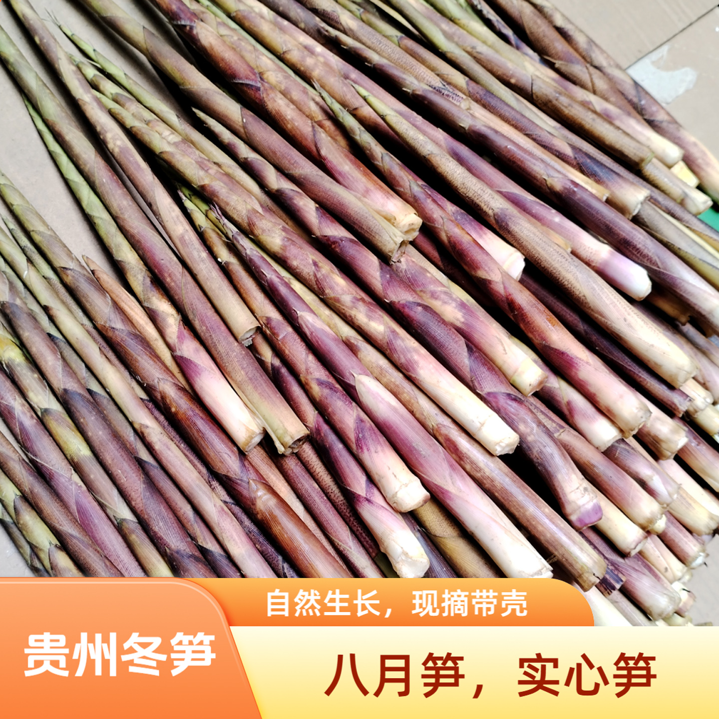贵州八月笋新鲜现摘九月笋实心笋冬笋山笋尖锦屏特产天柱特产包邮