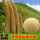 贵州糯小米高山黄小米食用粟米带壳带穗小米种子农家自种袋装 包邮