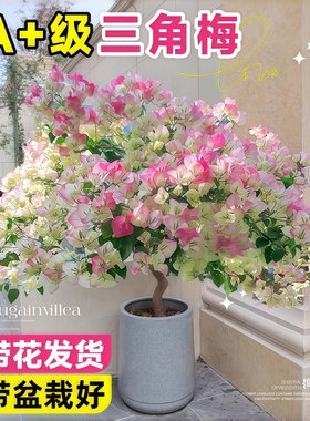 三角梅盆栽带花老桩绿植花卉重瓣绿樱漳红樱树苗室内阳台爬藤植物