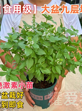 罗勒盆栽可食用九层塔金不换新鲜香草香料罗勒叶室内绿植驱蚊植物