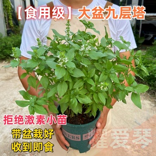 罗勒盆栽可食用九层塔金不换新鲜香草香料罗勒叶室内绿植驱蚊植物