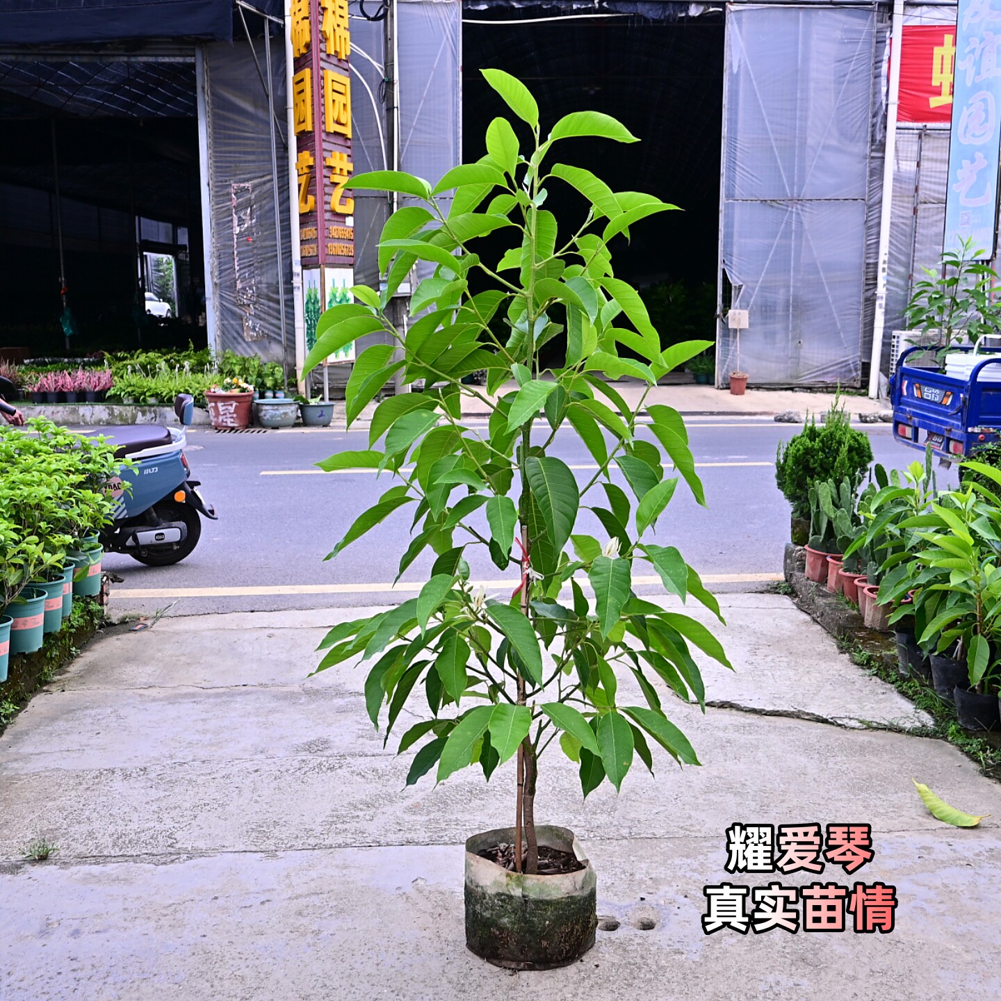 耀爱琴玉兰白玉兰带苞矮化盆栽图片