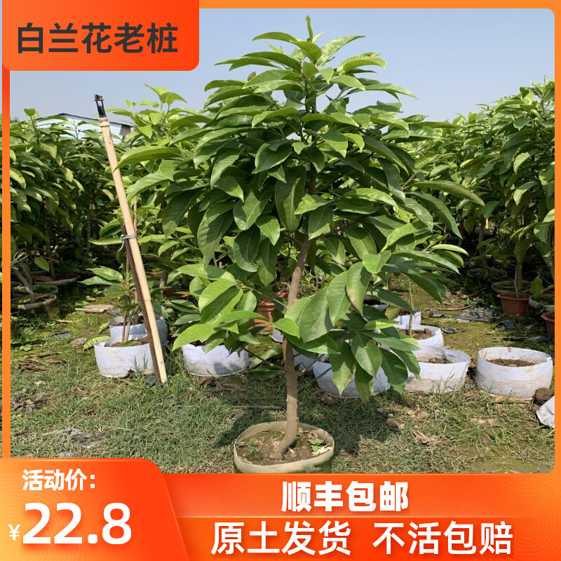 白兰花树苗黄角兰盆栽玉兰花绿植黄玉兰老桩浓香型带花苞四季开花