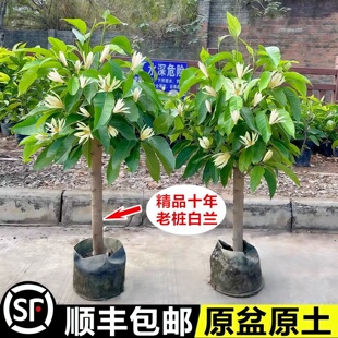 白兰花盆栽带花苞矮桩白兰花大树苗浓香黄角兰室内庭院白玉兰树苗