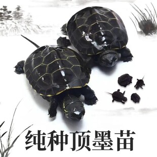 纯种顶墨龟宠物好养活泼中华草龟小乌龟呆萌活泼颗粒龟粮龟宠物龟