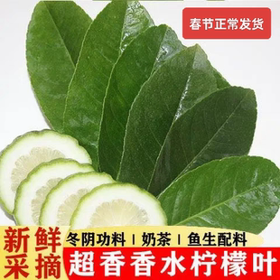 香水柠檬叶新鲜正宗冬阴功汤鱼生香料料理腌烹饪调料西餐原料包邮