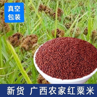 广西粟米粒龙爪粟拳头粟陈年粟新粟狗爪谷农家鸭脚栗米红色粟米粉