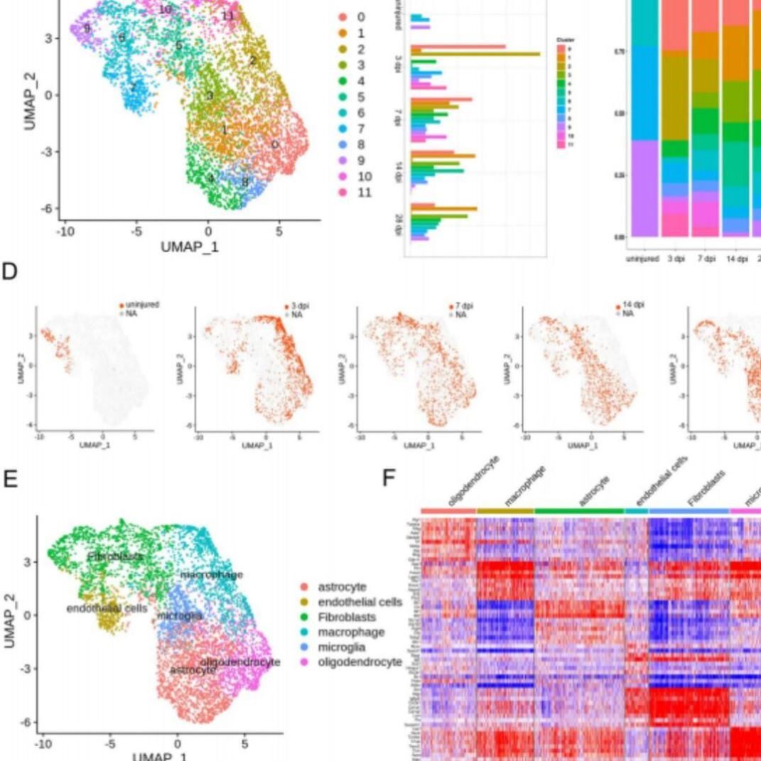 散装生信分析|单细胞数据分析|注释目的细胞|细胞通讯