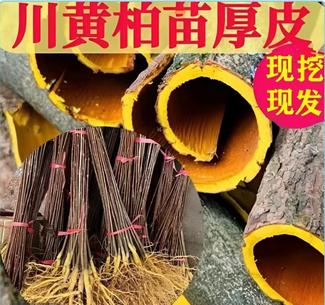 四川优质中药材黄柏树苗正宗厚皮桌面绿植