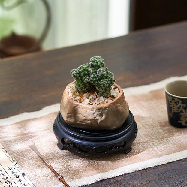 白鸟银手指仙人球开花多肉植物图片