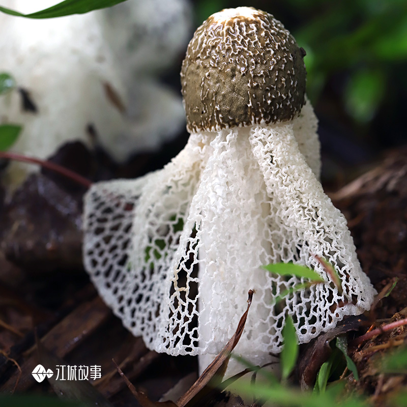 竹林仿野生培育，已去除伞衣