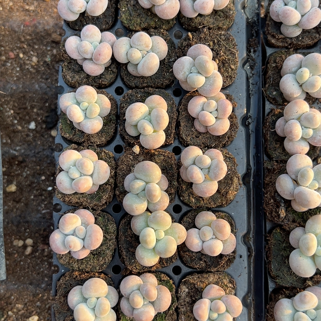 粉珍珠奶酪18颗多肉植物