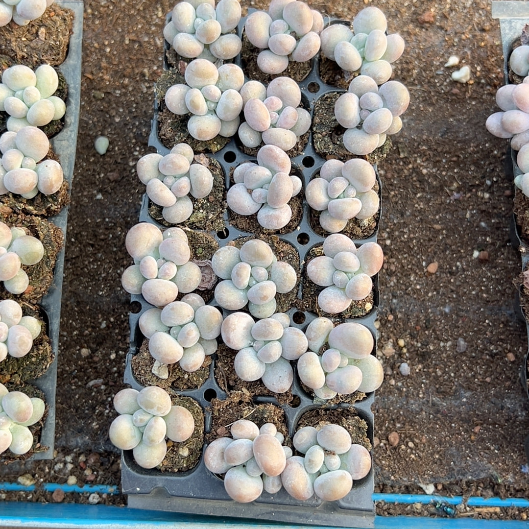蛋黄奶酪18颗一组多肉植物