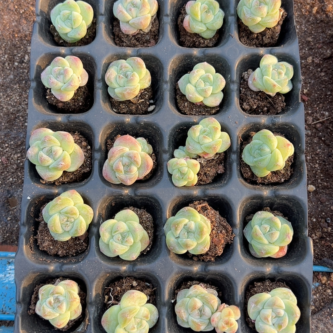 小脸透体冰玉20颗多肉植物