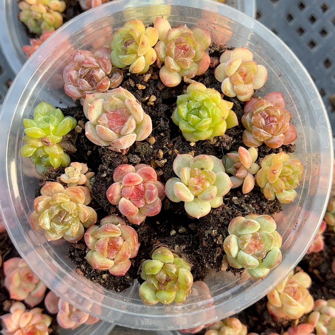 珍妮糖心一碗多肉植物