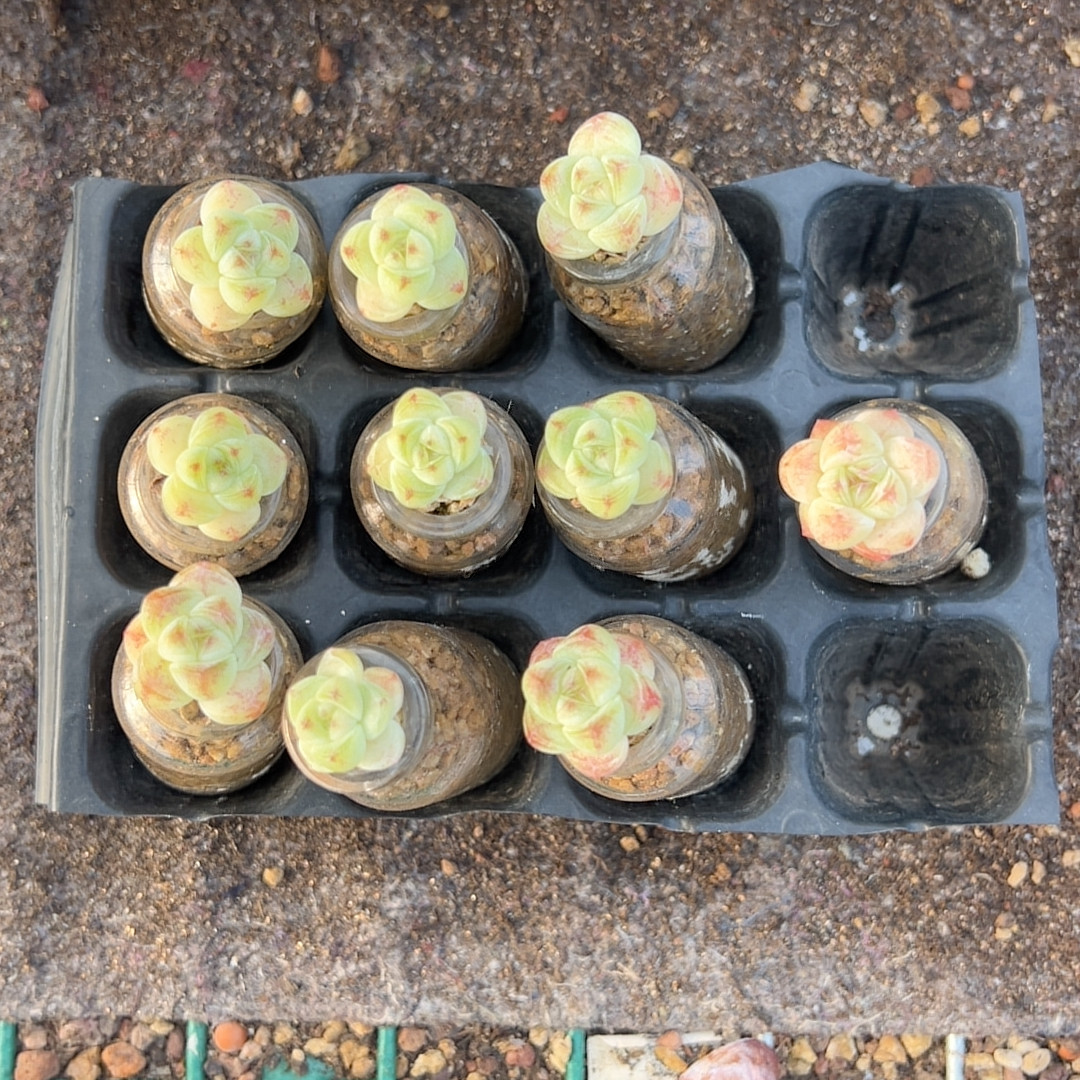 玻璃瓶冰玉10颗一组多肉植物