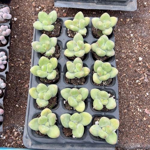 正版芒果奶