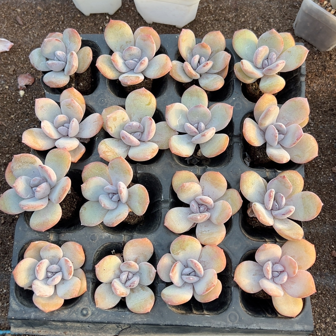 奶茶16颗多肉植物